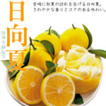 Hyuganatsu Citrus (Seedless) | Miyazaki Prefecture