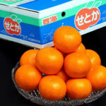 Setoka Orange (Seedless) | Nagasaki Prefecture