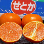 Setoka Orange (Seedless) | Nagasaki Prefecture