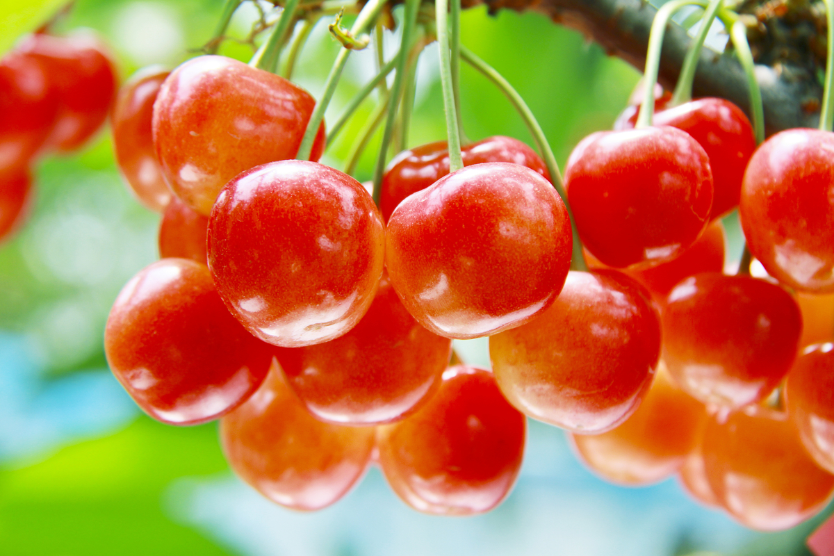 Benishuhou Cherry | Kiwami Grade | Kouchi Prefecture
