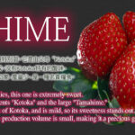 Kodohime Strawberry | New Variety | Nara Prefecture