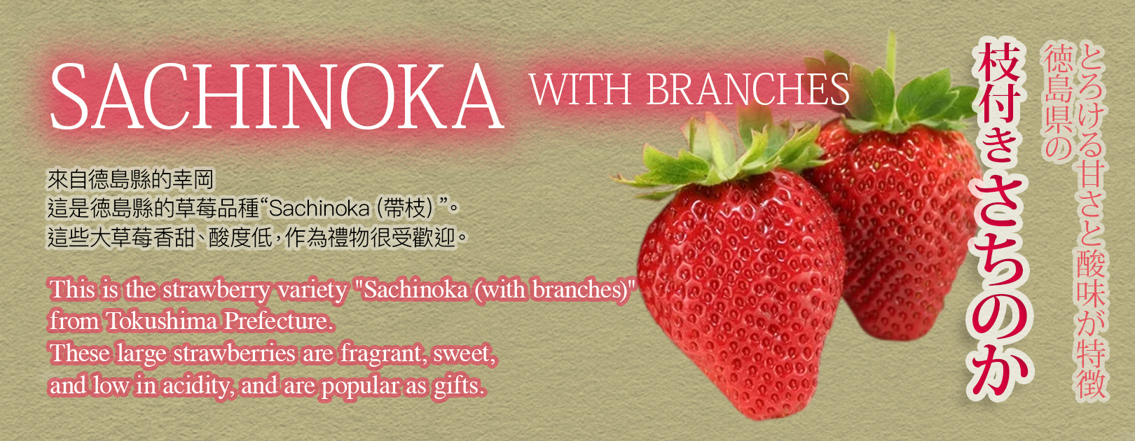 Sachinoka Strawberry | (With Branches) | Tokushima Prefecture