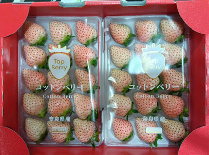Cotton Berry Strawberry (Premium Strawberry) | Nara Prefecture | Pack 15 Pcs