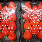 Hinoshizuku Strawberry (Deluxe Grade) | Kumamoto Prefecture