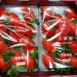 Kodohime Strawberry (New Variety) | Nara Prefecture | Pack 11 Pcs