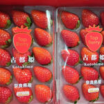 Kodohime Strawberry (New Variety) | Nara Prefecture