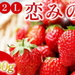 Koiminori Strawberry (With Branches) | Premium Grade - Tokushu | Tokushima Prefecture
