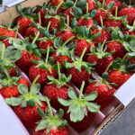 Koiminori Strawberry (With Branches) | Premium Grade - Tokushu | Tokushima Prefecture