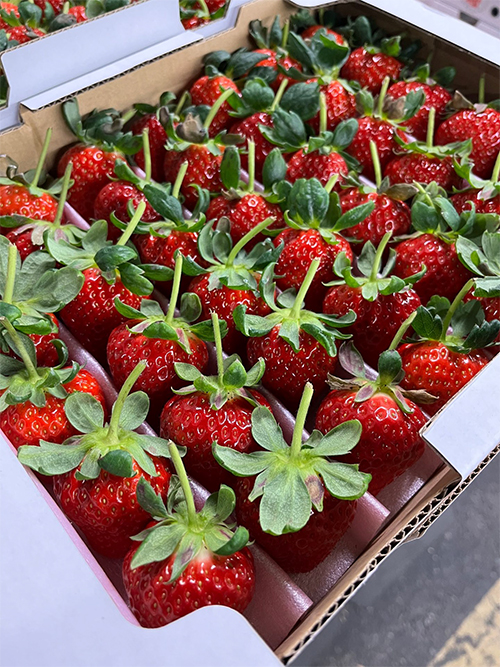 Koiminori Strawberry (With Branches) | Premium Grade - Tokushu | Tokushima Prefecture