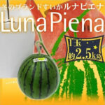 Luna Piana Premium Watermelon | Kouchi Prefecture