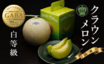 Crown Musk Melon | SHIRO - Premium Grade | Shizuoka Prefecture