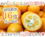 House Grown - Kinkan | Kagoshima Prefecture