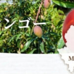 Kanjuku Mango | Miyazaki Prefecture