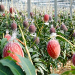 Kanjuku Mango | Miyazaki Prefecture