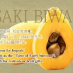 Mogi Biwa (Loquat) | Nagasaki Prefecture