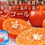 Ancoru Orange w/seed (gift box) / Ehime Prefecture