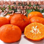 Ancoru Orange w/seed (gift box) / Ehime Prefecture