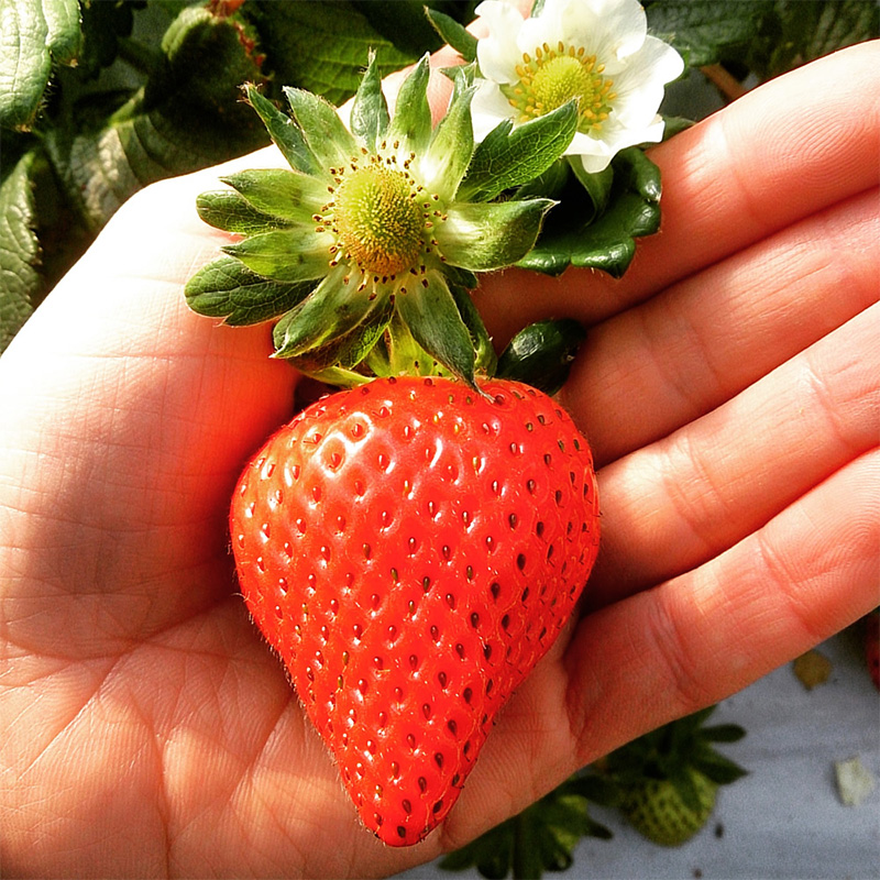 Ookimi Strawberry | Saga Prefecture