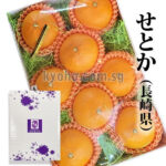 Setoka Orange (Seedless) | Nagasaki Prefecture | 2L Size