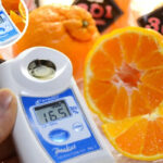 Dekopon Orange | Wakayama Prefecture