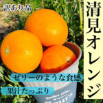 Shindo Kiyomi Orange | Wakayama Prefecture