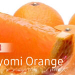 Shindo Kiyomi Orange | Wakayama Prefecture