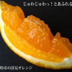Shindo Kiyomi Orange | Wakayama Prefecture