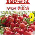 Cherry - Satou Nishiki | Yamagata Prefecture