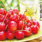 Cherry - Satou Nishiki | Yamagata Prefecture