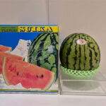 Small Size Watermelon "Hitojime" | Kumamoto Prefecture | 2L Size
