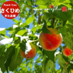 House Grown Peach Sakuhime early variety | Yamanashi Prefecture