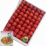 Satou Nishiki Cherry | Yamagata Prefecture | L Size