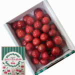 Satou Nishiki Cherry | Yamagata Prefecture | 2L Size