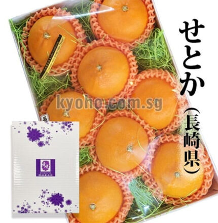 Setoka Orange (Seedless) | Nagasaki Prefecture | 2L Size