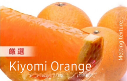Shindo Kiyomi Orange | Wakayama Prefecture