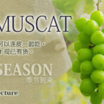 Shine Muscat Grapes | Nagano Prefecture