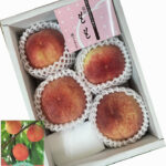 Hikawa Hakuhou Peach | Nagano Prefecture | 4 Pcs