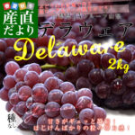 Delaware Grapes | Yamanashi Prefecture