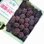 Delaware Grapes | Yamanashi Prefecture | M Size