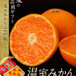 House Grown Mikan | Aichi Prefecture