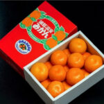 House Grown Mikan | Aichi Prefecture | S Size