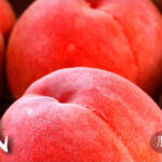 House Grown Peach Hikawa Hakuhou variety | Yamanashi Prefecture
