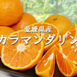 Kara Mandarin Orange | Ehime Prefecture