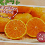 Natsumi Orange | Wakayama Prefecture