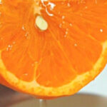 Seminoru Orange | Wakayama Prefecture