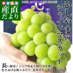 Shine Muscat Grapes | Fuefuki - Premium Grade | Yamanashi Prefecture