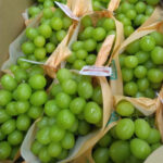 Shine Muscat Grapes | Nagano Prefecture