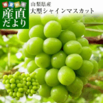 Shine Muscat Grapes | Yamanashi Prefecture