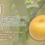 Kousui Pear | Yamanashi Prefecture