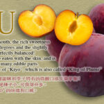 Kiyo Plum (Top Premium) | Yamanashi Prefecture